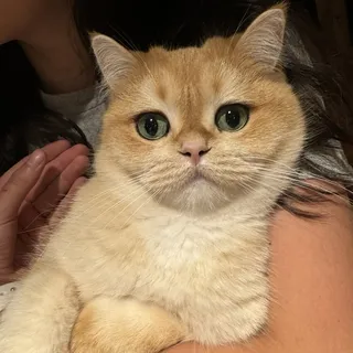 P E.