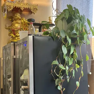 a potted plant on top of a refrigerator