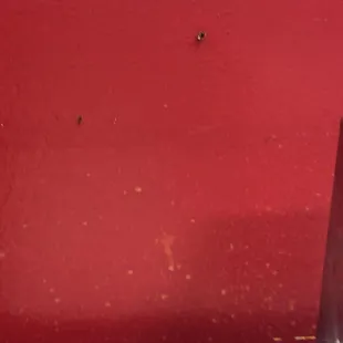 Cockroaches on the wall