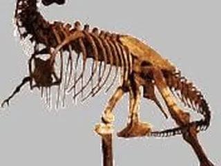 Museum of Paleontology