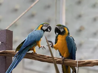 California Academy of Sciences