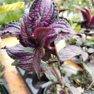 I fell in love with this one. Such a beautiful share of purple.