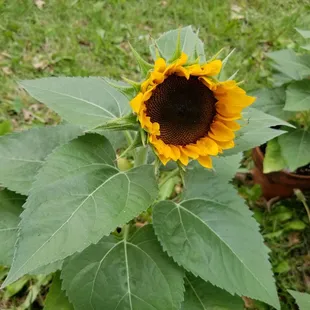 Sunflower!