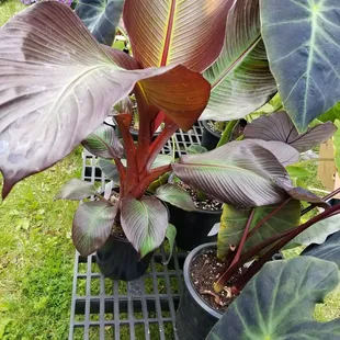 Big leaves.