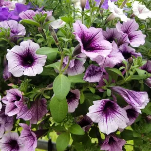 Love the purple