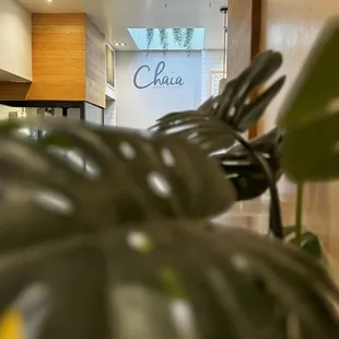 a close up of a plant in the foreground