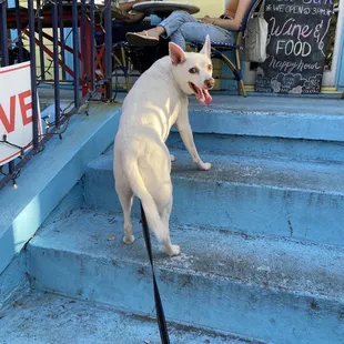 Pup wants what smells good