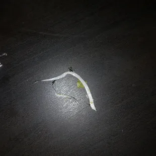 Piece of plastic in the slaw