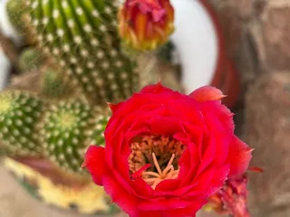 White Stallion Ranch