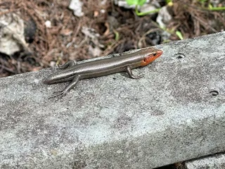 Barataria Preserve