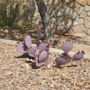 Purple cactus
