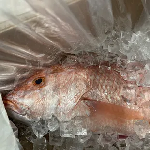 the freshest and most awesome red snapper. brought to us with friendly and unsurpassed service!!!