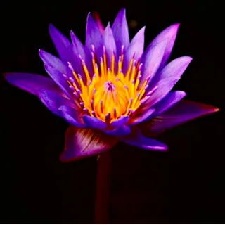 Purple Lotus M.