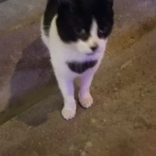 The sweetest neighborhood cat.