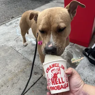 My dog loves the doggy snoball