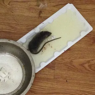 Here's another!! Free friends upon move in!