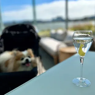 Vodka Martini | HH-$11 (they only have one well I've never heard of)