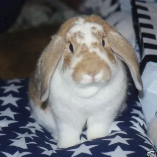 greg e.