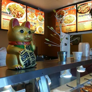 Cute cat