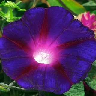Yolanda E.