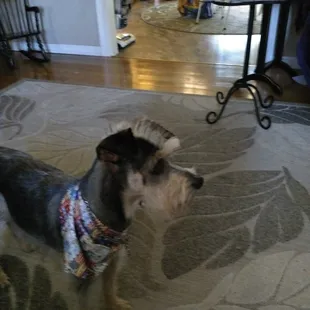 Admirals Side View! Too Cute!