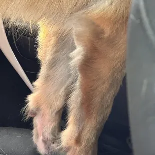 SUCH UNEVEN SHAVE MARKS!