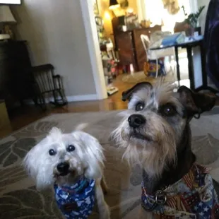 This is Admiral with Skoggie Doggie...he is in heaven but he loved his mohawk!