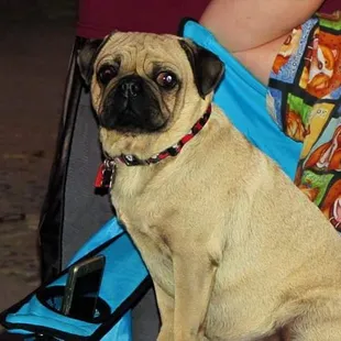 This is Manny bear he gets all his baths at chantells