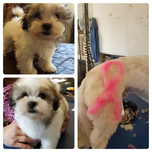 From puppy to Pink! Cancer Awareness YEAH!