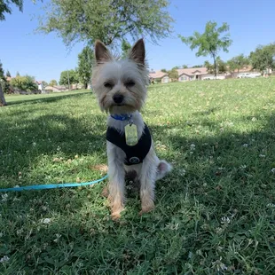 Got him groomed just in time for my graduation pictures
