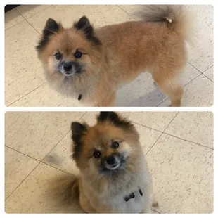 Look at my new due! Aren't I BEAUTIFUL!