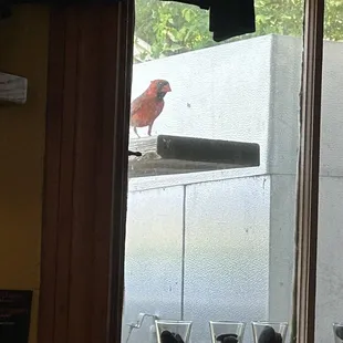 The fearless cardinal.