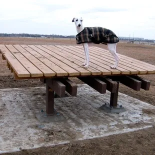 Shade platforms abound.