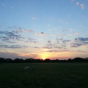 Dogs playing in front of sunset