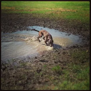 Watch out for the little pond after rain ;-)