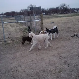 Doggie fun @ Chapin Dog Park