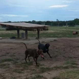 Sally &amp; Roz lovin the dog park!