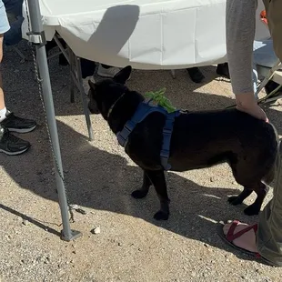 a dog sniffing a table