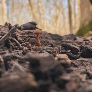 Lil shroom I found on the hike