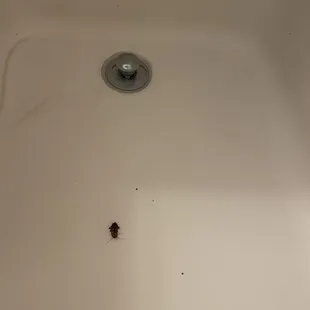 infested with cockroaches