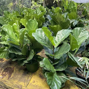 Fiddle leaf fig