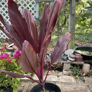 Red ti leaf