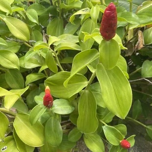 Some of our treasures from Charles Nii Nursery...