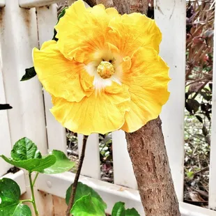 Nii Yellow Hisbiscus