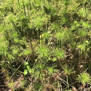 Dwarf papyrus