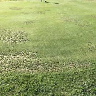 Greens are in bad shape