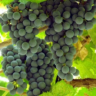 Enjoy a Stroll Through our Vineyards with the Owners. Learn about the Life Cycle of the Vines, Season by Season