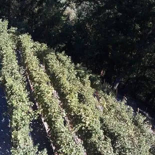 More Views of our Hillside Vineyard