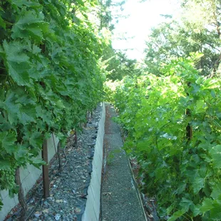 Our Estate Vineyard is Terraced on a North Facing Slope &amp; Wraps around the Hillside. We Grow Cabernet Sauvignon/Franc &amp; Merlot.