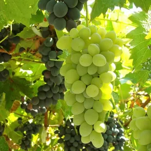 Our Vineyard Stroll will also Inform you About our Vineyard Management Process, From Planting to Harvest.